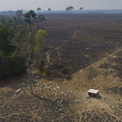 How an American meat broker is fueling Amazon deforestation